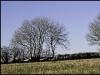 Hedges and Hedge laying